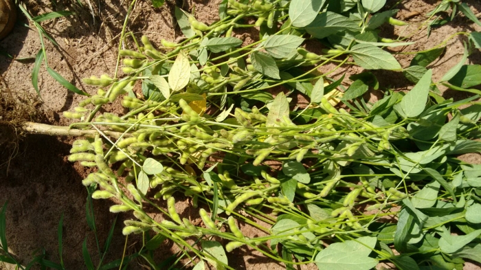 Imagem do dia - Soja em Floraí (PR). Enviado por Jair Zaogs