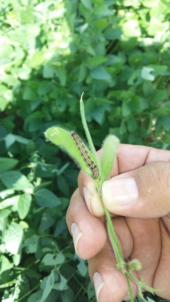 Imagem do dia - Lagarta na lavoura de soja em São Sepé (RS)