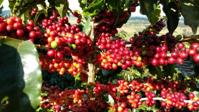 Imagens do dia - Lavoura de café em Poço Fundo (MG). Enviada pelo produtor Edilberto de Oliveira