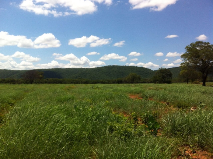 Imagem do dia - Área nova de pastagem na Fazenda Floriano em Cotegipe (BA). Enviado por Nilton Augusto