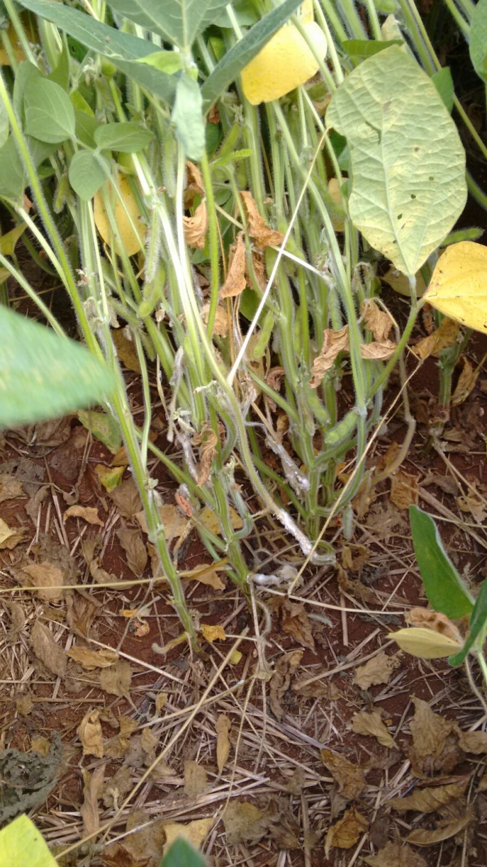 Imagem do dia - Lavoura com mofo em Caseiros (RS), do produtor Airton Vizentin