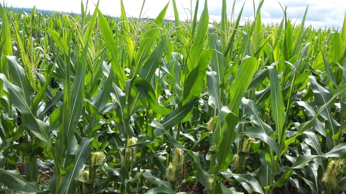 Imagem do dia - Lavoura de milho safrinha em fase de pendoamento em Ubiratã (PR). Enviado pelo Engenheiro Agrônomo Braciforte.