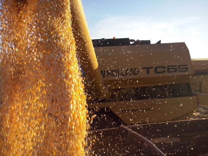 Imagem do dia - Colheita de milho safrinha em Uraí (PR), enviado por Fernando Gusmão