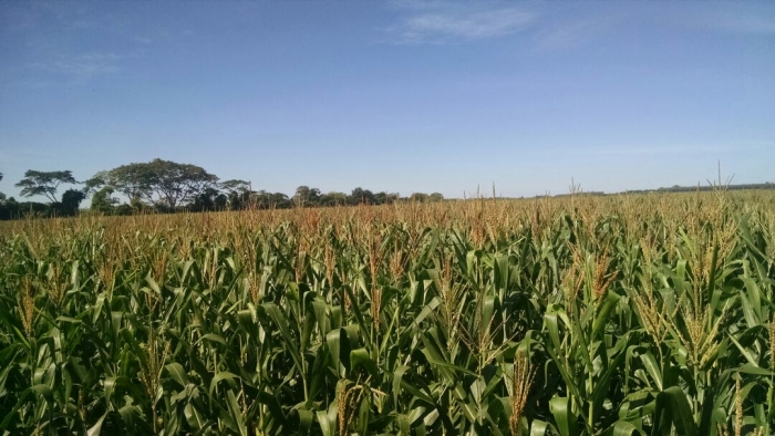 Imagem do dia - Lavoura de milho safrinha em Douradina (MS), dos produtores Juca e César