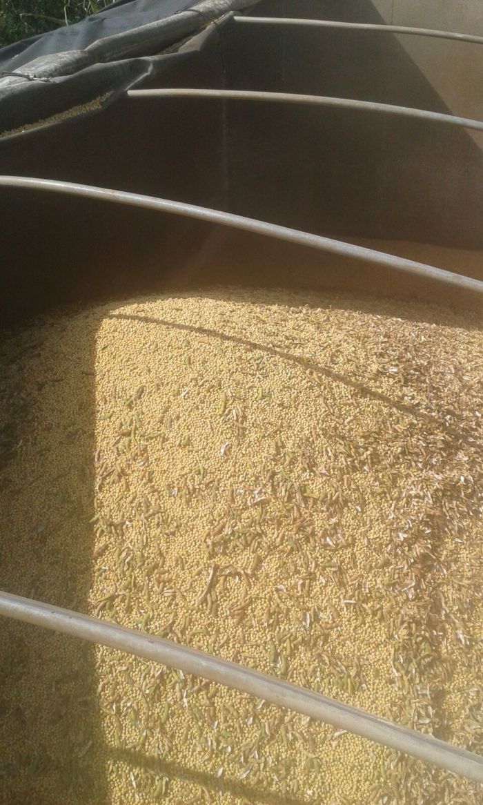 Imagem do dia - Colheita de soja em Campina do Monte Alegre (SP), do produtor Sirval Agapto e Pedro Henrique Agapto