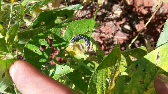 Imagem do dia - Ataque de lagarta na lavoura de soja em Guaíra (SP). Enviado pelo Engenheiro Agrônomo André Suzuki