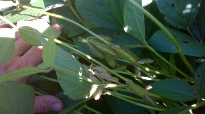 Imagem do dia - Soja em Humaitá (RS).  Enviado pelo Técnico Agrícola Anderson S. Nass