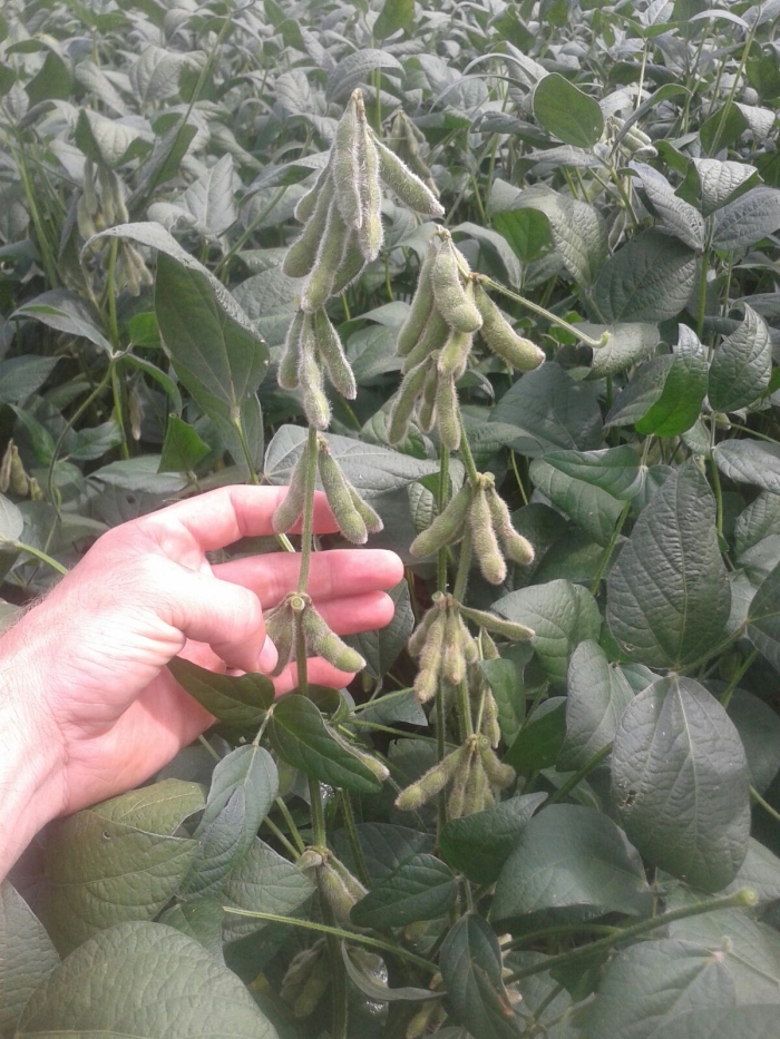 Imagem do dia - Lavoura de soja em Liberato Salzano (RS). Enviado por Adilso Zaffari