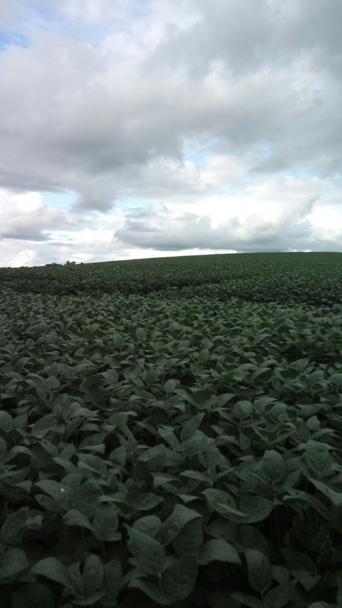 Imagem do dia - Lavoura de soja em Rio Bonito do Iguaçu (PR)