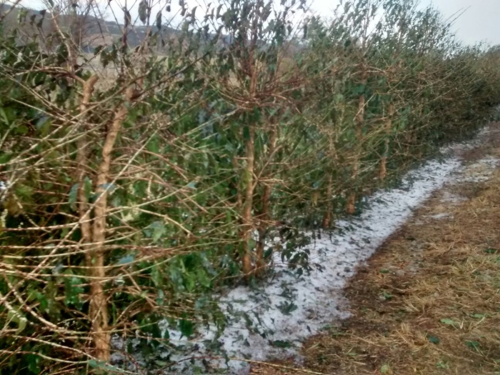Imagem do dia - Lavouras de café, após chuva de granizo no sul de Minas Gerais. Enviado por Alysson Fagundes, da Procafé