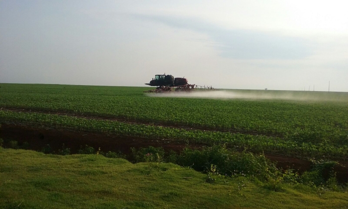 Imagem do dia - Lavoura de soja em Pontes e Lacerda (MT), do produtor Cleber Cardoso Chicaroli