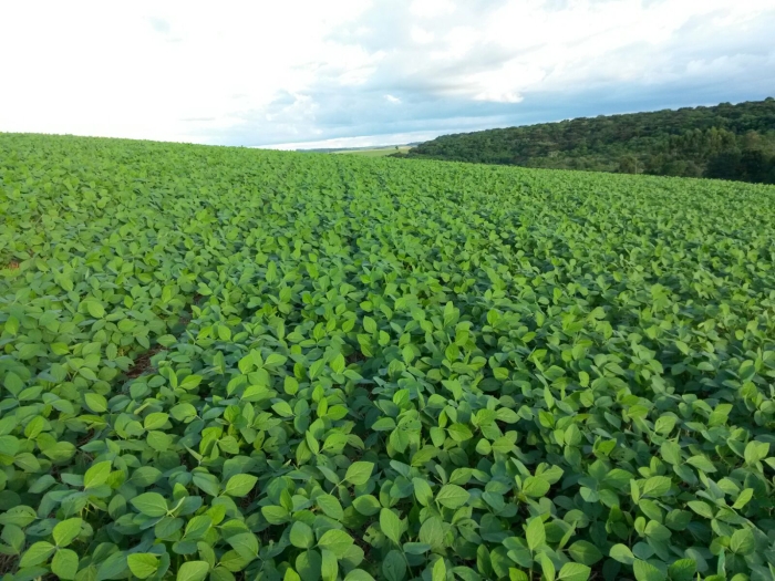 Imagem do dia - Lavoura de soja em Pontão (RS), do produtor Paulo Cesar Copini
