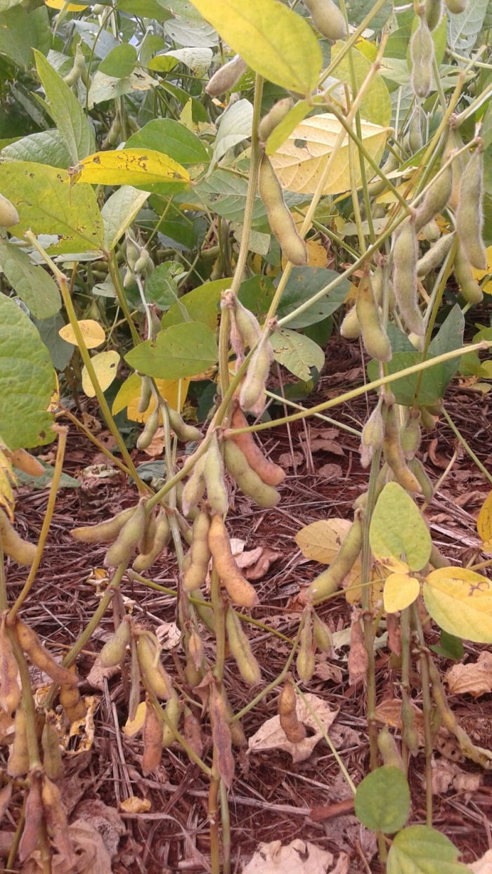 Imagem do dia - Lavoura de soja na fase de maturação em Nova Aurora (PR). Enviado pelo Técnico Agrícola David Clemente