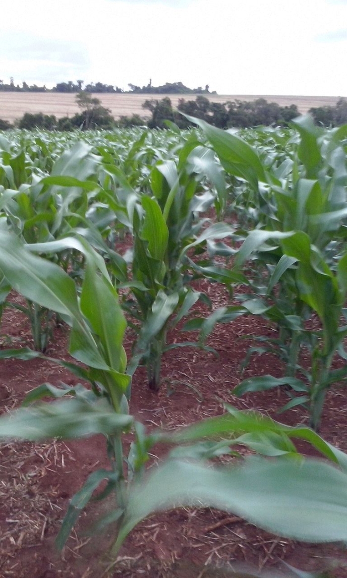 Imagem do dia - Lavoura de milho em Mamborê (PR), do produtor Valdecir Spilka