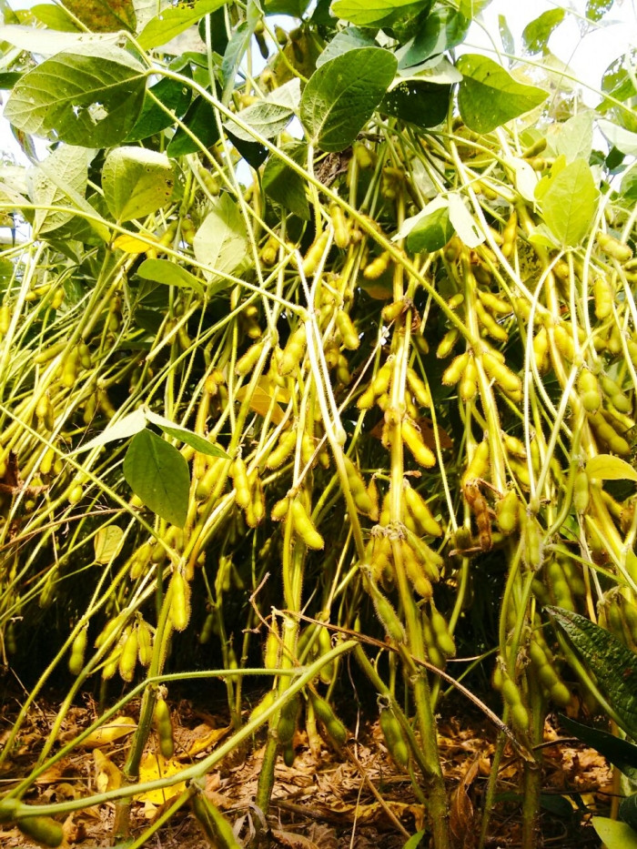 Imagem do dia - Lavoura de soja na Filadélfia, no estado norte-americano da Pensilvânia, nos Estados Unidos. Envio de Takeo Matsui