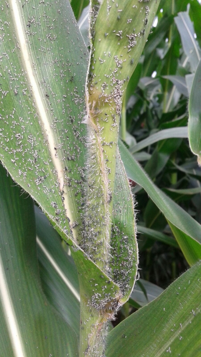 Imagem do dia - Milho safrinha com alto ataque de pulgões em Nova Aurora (PR). Enviado pelo Técnico Agrícola David Clemente
