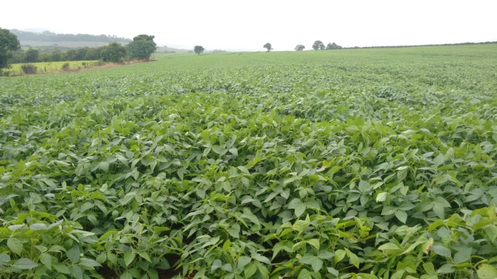 Imagem do dia - Lavoura de soja em São Tomás de Aquino (MG), na Fazenda dos Irmãos Moretti