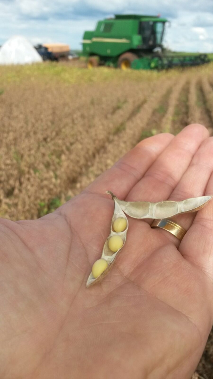 Imagem do dia - Colheita de soja em Santa Juliana (MG), na Fazenda Capão da Onça, do produtor Marcelo Mazzutti