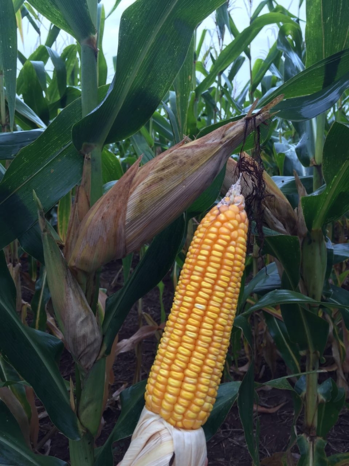 Imagem do dia - Lavoura de milho safrinha em Santa Rita (PY), na propiedade de Valdomiro da Veiga