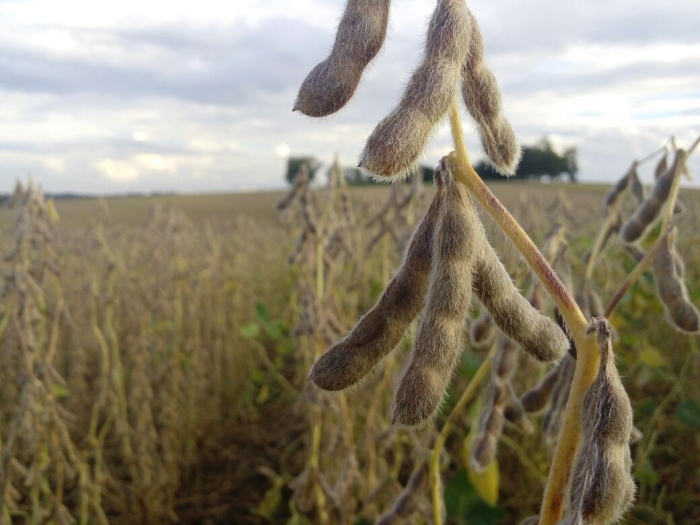 Imagem do dia - Lavoura de soja em Palmeira das Missões (RS)