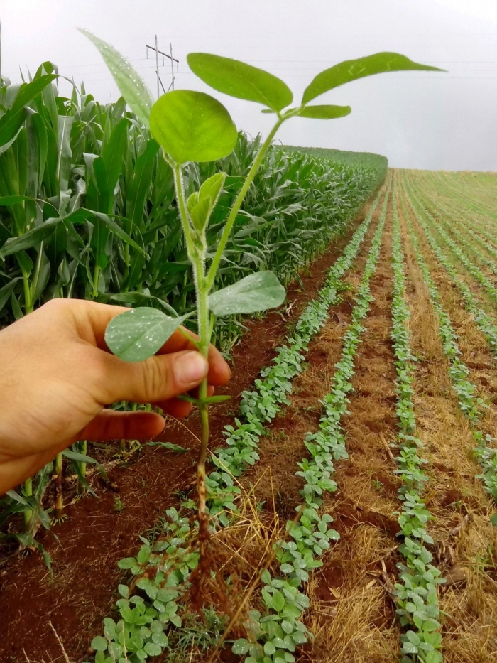 Imagem do dia - Lavoura de soja em Muitos Capões (RS), na agropecuária Della Giustina. Enviado pelo Engenheiro Agrônomo Gilson