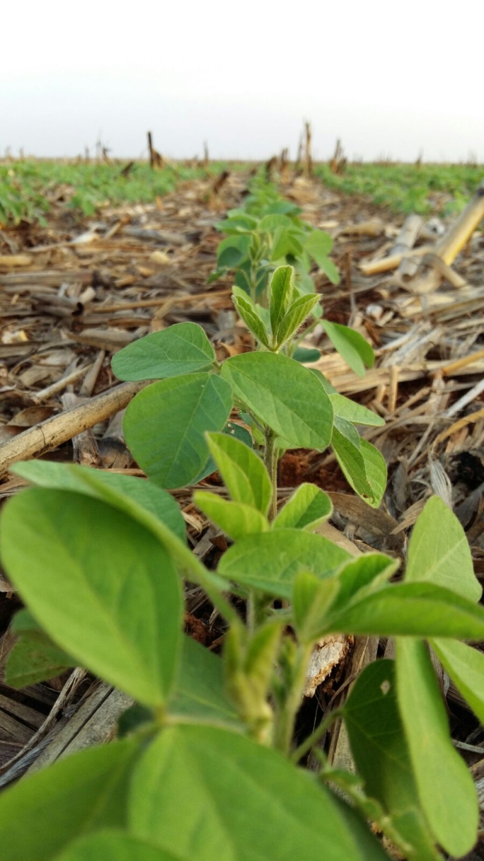 Imagem do dia - Plantio de soja da safra 2015 2016 em Sapezal (MT). Enviado por Raijan Mascarello