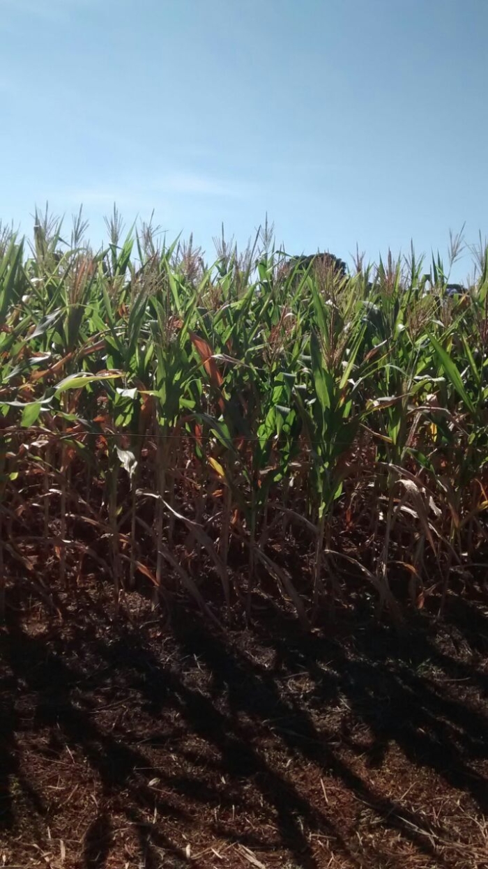 Imagem do dia - Lavoura de milho safrinha em Vicentinópolis (GO)