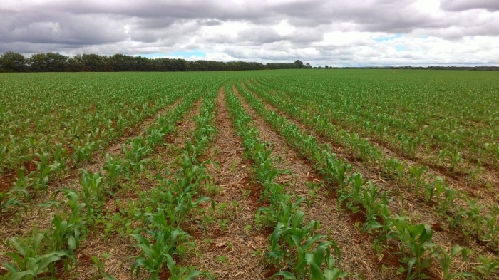 Imagem do dia - Lavoura de milho safrinha em Coromandel (MG). Enviado por Reginaldo Dim