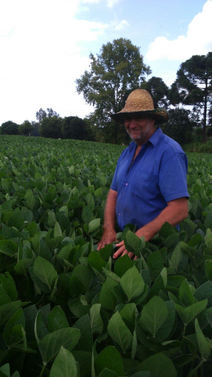 Imagem do dia - Lavoura de soja em Santa Cecília do Sul (RS), do produtor Narciso Sasset. Enviado pelo Técnico Agrícola Edimar José Cecchin