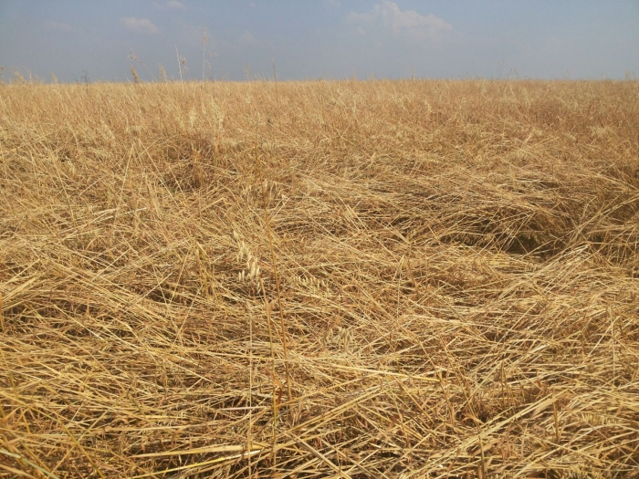 Imagem do dia - Manejo de conservação de solo em São Domingos (SC), do produtor Domingos Bigolin. Enviado pelo Engenheiro Agrônomo Maicon Domingues