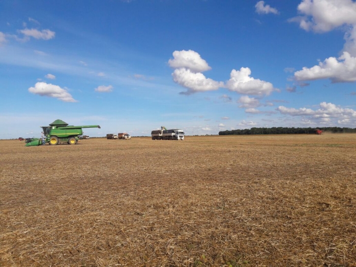 Colheita da soja em Sorriso/MT - Envio de Luimar Gemi