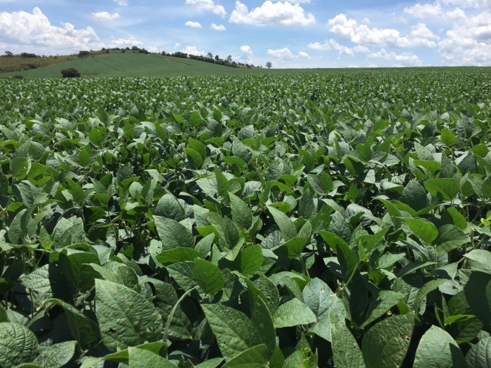 Imagem do dia - Lavoura de soja em Madre de Deus de Minas (MG), do produtor Richard Franchi, na Fazenda do Tanque