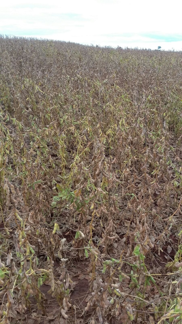 Imagem do dia - Lavoura de soja em Marechal Cândido Rondon (PR)