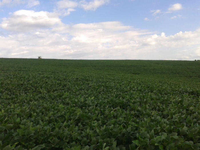 Imagem do dia - Lavoura de soja em Getúlio Vargas (RS)