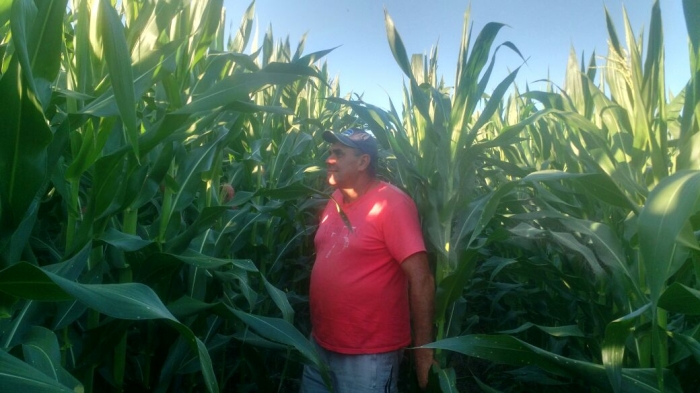 Imagem do dia - Lavoura de milho safrinha em Xanxerê (SC), do produtor Dorival da Silva