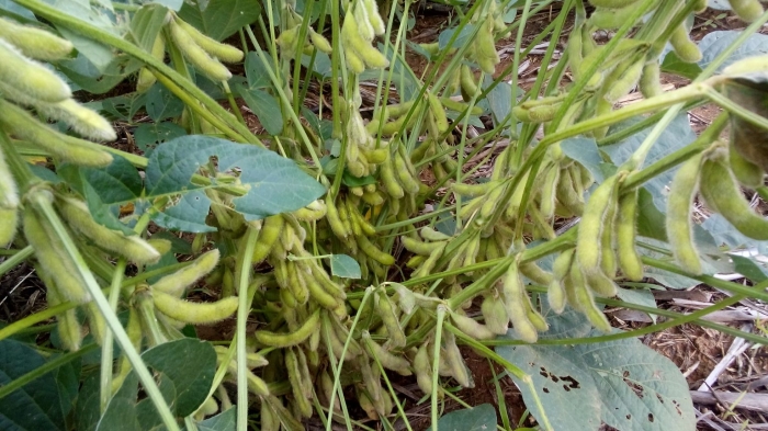 Imagem do dia - Lavoura de soja em Nova Nazaré (MT)