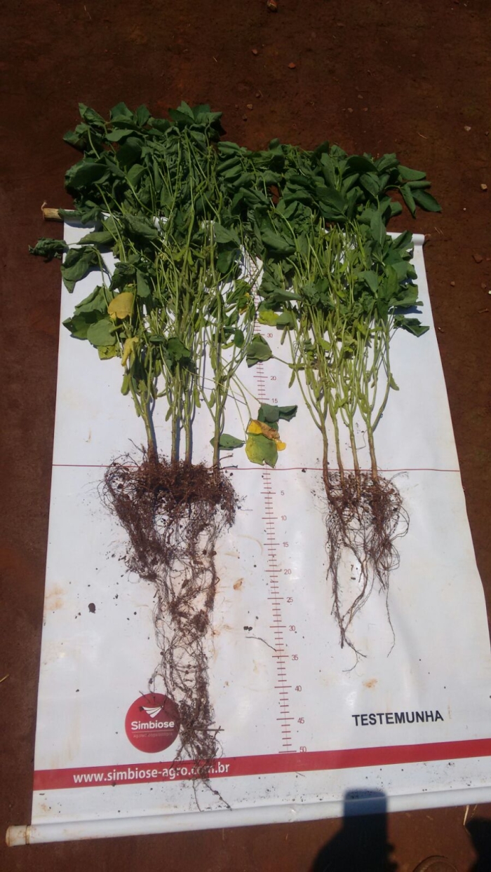 Imagem do dia - Experimento realizado com trichoderma + giberilina em Luiziana (PR)