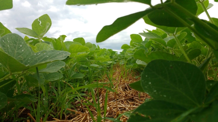 Imagem do dia - Lavoura de soja em Taquaruçu do Sul (RS), do produtor Anderson Moresco