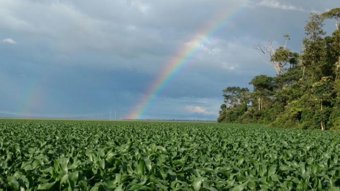 Imagem do dia - Lavoura de milho em Vilhena (RO). Enviado pelo Engenheiro Agrônomo Laydson F. De Menezes.