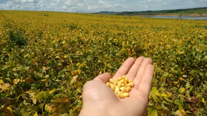 Imagem do dia - Lavoura de soja em Alfenas (MG). Enviado pelo Engenheiro Agrônomo Luiz Neto