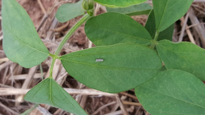 Imagem do dia - Lagarta Helicoverpa na lavoura de soja em Gaúcha do Norte (MT). Enviado pelo Emerson Reis