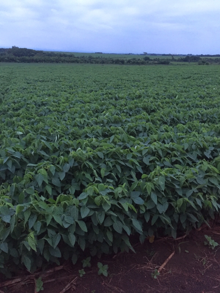 Imagem do dia - Lavoura de soja em Dourados (MS), dos produtores Juca e Cesar