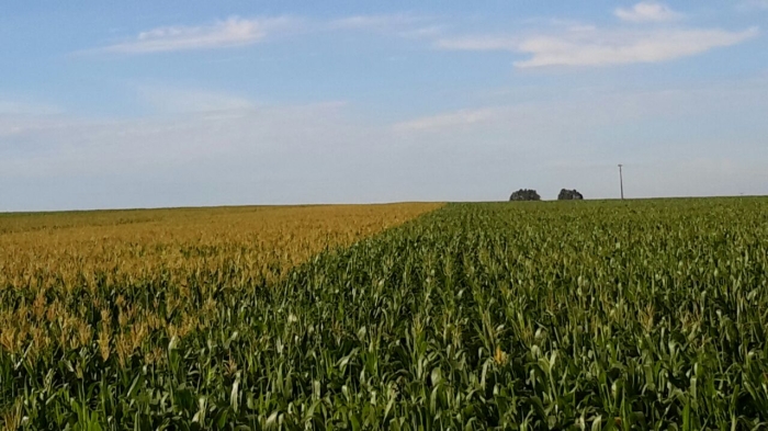 Imagem do dia - Lavoura de milho em  Piracanjuba (GO). Enviado por Elias Costa