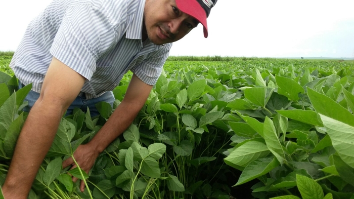 Imagem do dia - Lavoura de soja em Miguelópolis (SP),do produtor Jesse Fujinami. Enviado pelo Engenheiro Agrônomo André Suzuki
