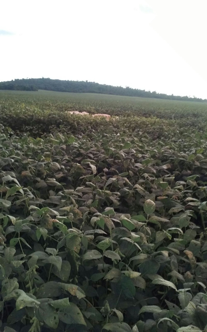 Imagem do dia - Lavoura de soja em Colônia Nova (PY), do produtor Renato Schons