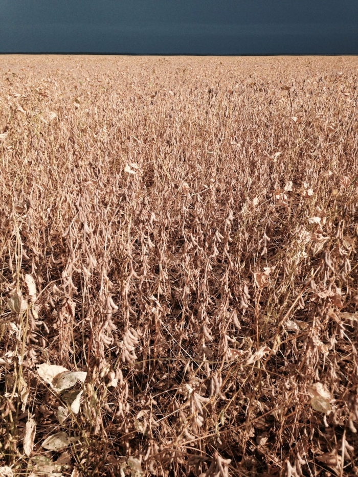 Imagem do dia - Lavoura de soja em Gaúcha do Norte (MT), do produtor Antônio Peretti, na Fazenda Peretti
