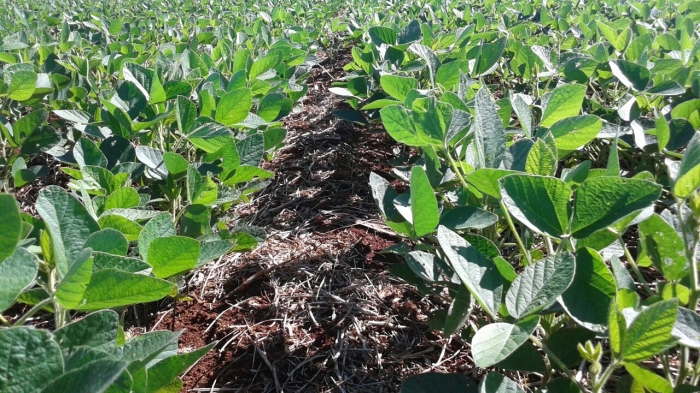 Imagem do dia - Lavoura de soja safrinha em Nova Aurora (PR). Enviado pelo Técnico Agrícola David Clemente