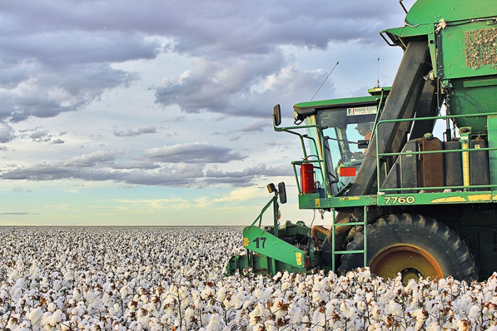 Colheita de algodão na Bahia - Abapa