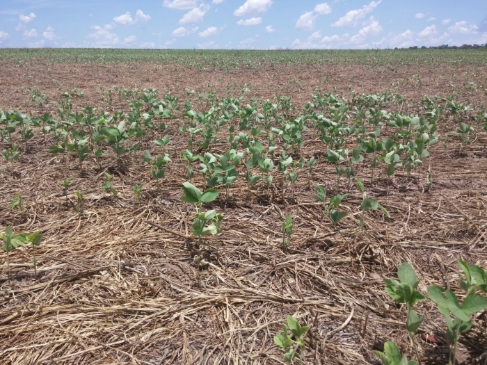 Imagem do dia - Lavoura de soja no município de Gaúcha do Norte (MT). Imagens enviadas pelo produtor Leandro Rosalem
