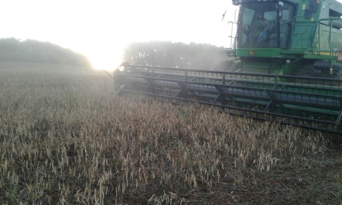 Imagem do dia - Colheita de feijão carioca em Honório Serpa (PR), com perdas estimadas em 50%. Enviado por Douglas Philippsen